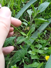 Silene secundiflora image