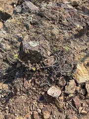 Crassula mesembryanthoides