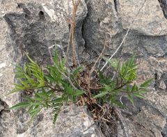 Tecoma stans angustata