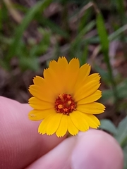 Calendula arvensis