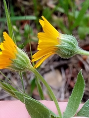 Calendula arvensis