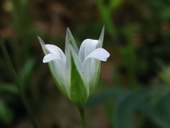 Moenchia erecta octandra