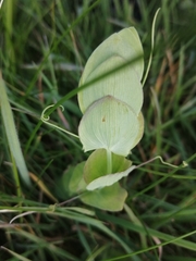 Lathyrus aphaca