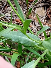 Calendula arvensis