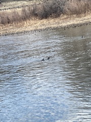 Podiceps nigricollis