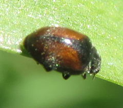 Scymnus suturalis