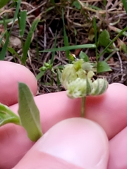 Calendula arvensis