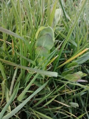 Lathyrus aphaca