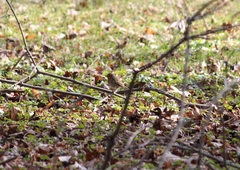 Erithacus rubecula