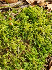 Cirriphyllum crassinervium