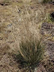 Agropyron cristatum