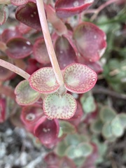 Crassula cordata