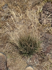 Agropyron cristatum