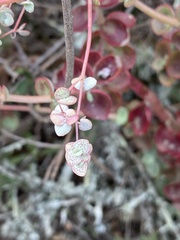 Crassula cordata