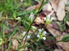 Moenchia erecta octandra