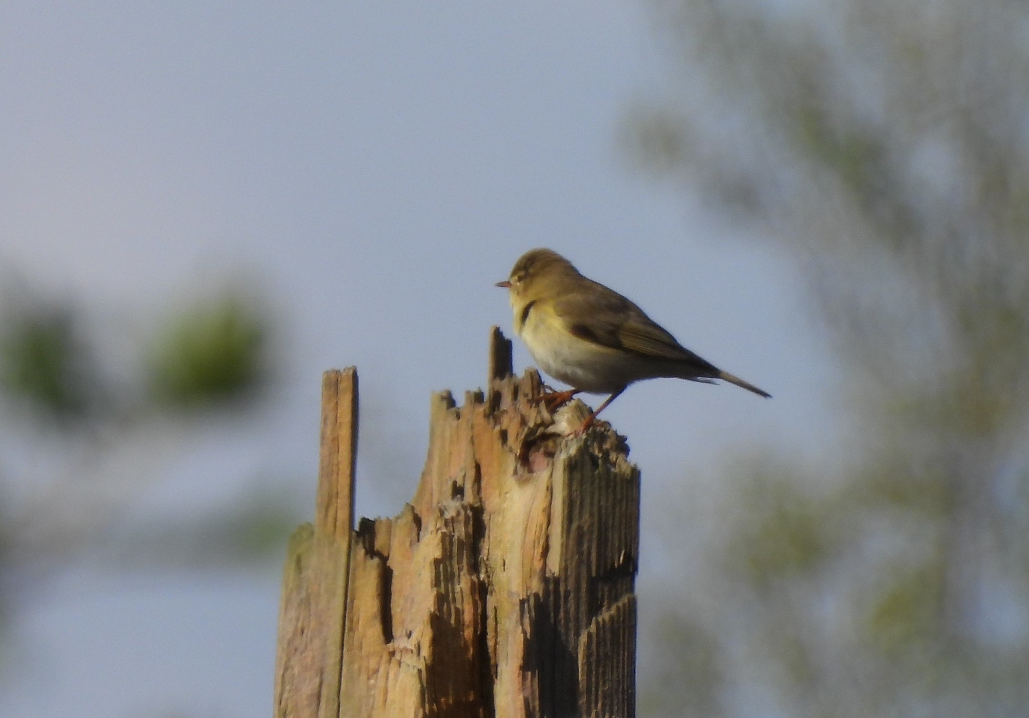 Willow Warbler