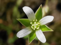 Moenchia erecta octandra