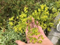 Euphorbia valerianifolia