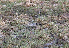 Motacilla alba