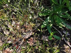 Moenchia erecta octandra