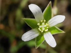 Moenchia erecta octandra