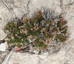 Stenaria mullerae pooleana