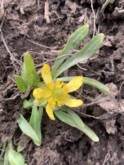 Ranunculus jovis
