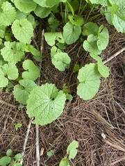 Alliaria petiolata