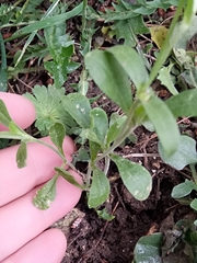 Silene secundiflora image