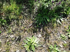 Moenchia erecta octandra