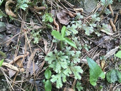 Selaginella apoda