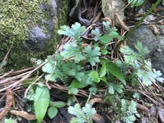Selaginella apoda