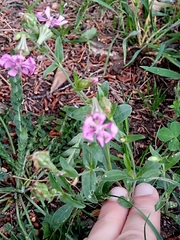 Silene secundiflora image