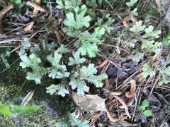 Selaginella apoda