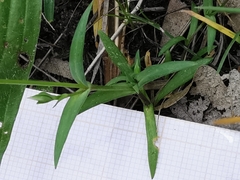 Moenchia erecta octandra