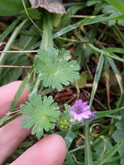 Geranium atlanticum