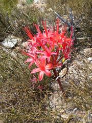 Brunsvigia marginata