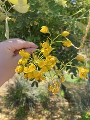 Erythrostemon mexicanus