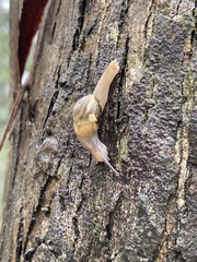 Helicarion mastersi