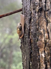 Helicarion mastersi