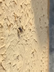 Stenomacra marginella