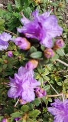 Rhododendron × hybridum