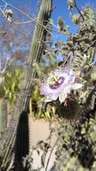 Passiflora pentaschista