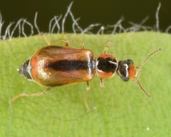 Attalus scincetus
