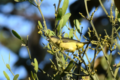 Euphonia affinis