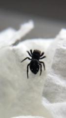 Phidippus borealis