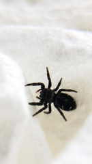 Phidippus borealis