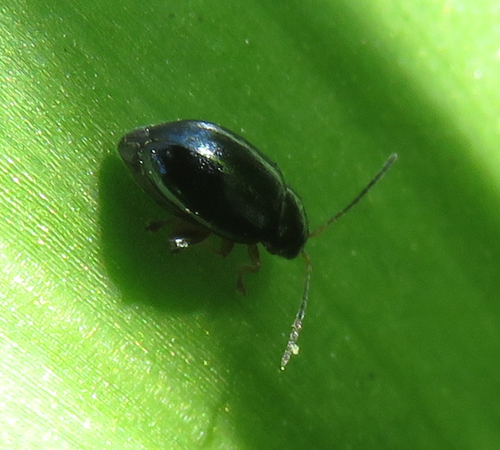 Iris Flea Beetle, Amsterdam-Noord, Amsterdam, Netherlands, photo 8 of 10