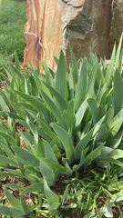 Iris × germanica