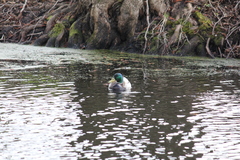 Anas platyrhynchos